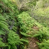 Plants: image 83 Of 208 Thumb